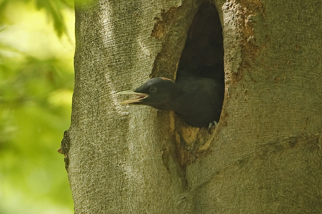 Dryocopus martius Black Woodpecker Zwarte Specht